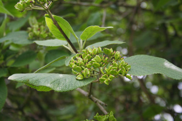 Unripe green berries of Viburnum lantana on branch. Wayfaring tree in springtime