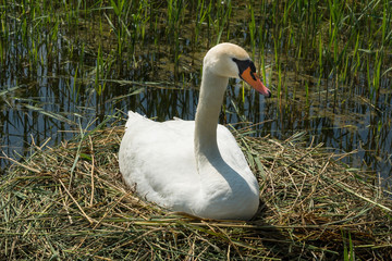 Brütender Schwan