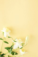 white flowers bouquet on pale yellow background. top view. copy space