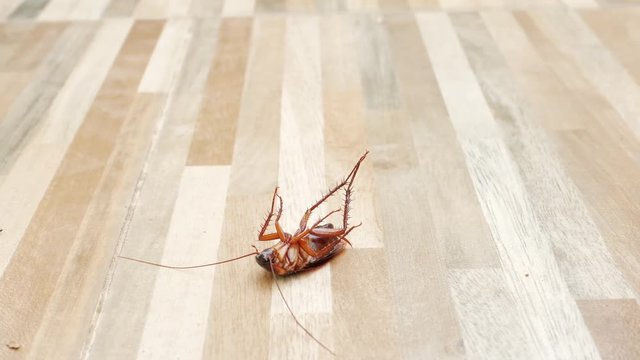 cockroach lying supine on tile wooden floor