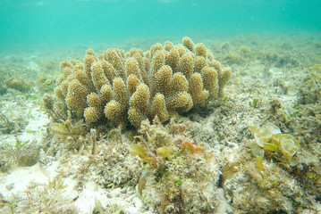 Fototapeta na wymiar Beautiful coral reefs, diving, underwater photography