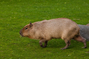 Thick capybaras go on a green meadow, grass. giant south american rodent
