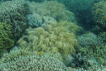 Naklejka na ściany i meble Beautiful coral reefs, diving, underwater photography