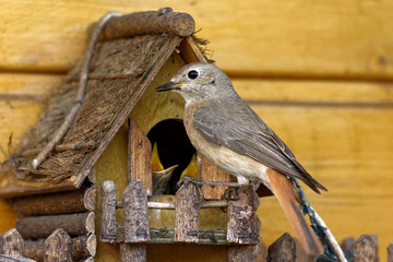 Gartenrotschwanz am Nest