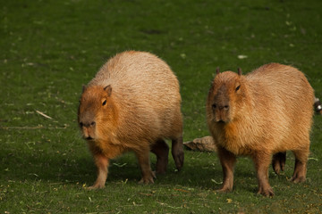two Thick capybaras walk along a green emerald grassy meadow.  giant south american rodent