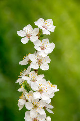 Beautiful white flowers of an apple tree in spring. Blossom on an apple tree.