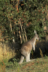Känguru beim Fressen in Australien