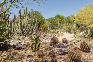 Desert Landscape