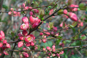 Buds of flowers on a branch. Beautiful pink flowers of an apple tree in spring