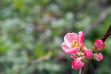 Obraz premium Buds of flowers on a branch. Beautiful pink flowers of an apple tree in spring