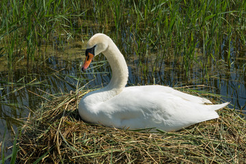 Brütender Schwan