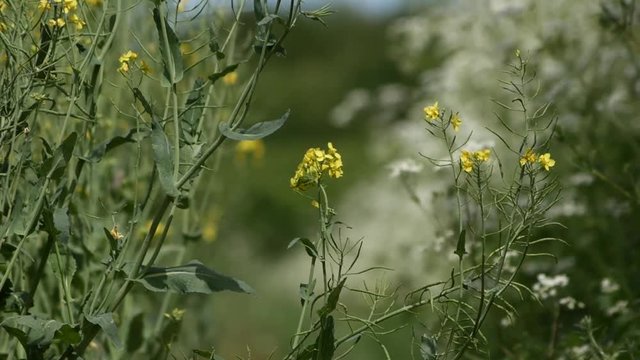A lovely yellow flower in the middle odf the pathway