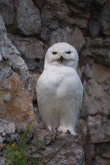 mysterious polar owl on the background of a stone background, a large white bird from Harry Potter films.