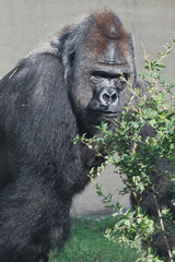A large male of a gorilla next to a green bush,