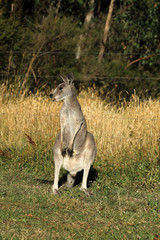 Naklejka na ściany i meble Känguru beim Fressen in Australien