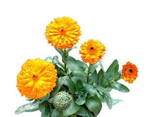 Calendula flower bunch with green leaves isolated on white background