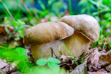 Close up of Boletus edulis - edible mushroom in the forest