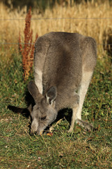 Känguru beim Fressen in Australien