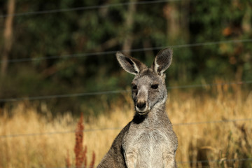 Känguru beim Fressen in Australien