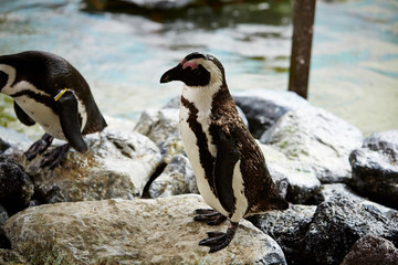 Penguins on the rock at zoo