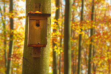 Birdhouse hung on a tree in a beech forest.