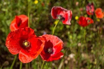 Wild red poppies growing in a fallow field in north east Italy.