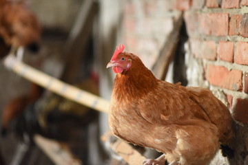Closeup of hen indoors, old bulding