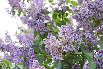 Obraz premium Branches of blooming lilac, Syringa vulgaris