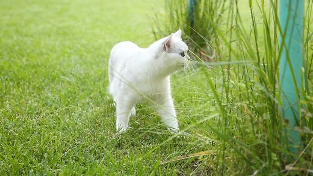 Scottish chinchilla domestic cat straight-legged walks outdoors