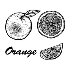 Hand drawn set of orange. Exotic tropical fruit drawings isolated on white background. Botanical illustration of fruits.