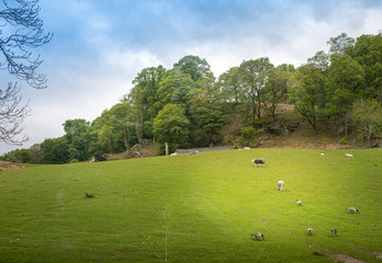 Fototapeta na wymiar Landscape with trees and sheep 