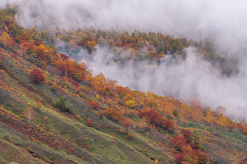 Beautiful autumn scenery on mountain road at Kusatsu Shiga Kogen highway, Gunma, Japan.
