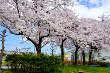 Fototapeta na wymiar Beautiful Cherry Blossoms On Sunny Day