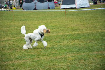 Tresura pudla © Heroc