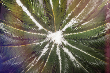 top view on the crown of a palm tree covered with snow, beautiful festive background, celebration of New Year and Christmas by the sea, in the tropics and hot countries,  New Year,refrigerator