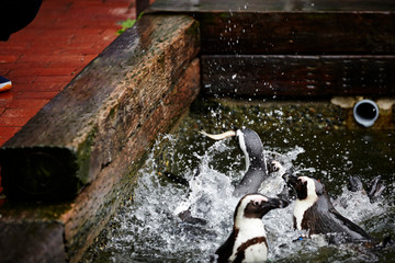 Feeding penguins in the water 