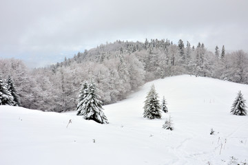 Gorce