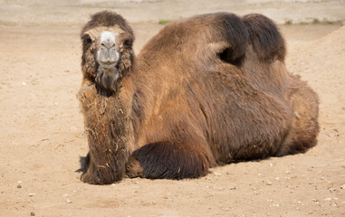 Bactrian camel. Camel is a large mammal of the family of camel order of cloven-hoofed suborder...
