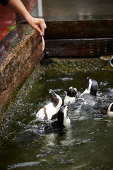 Feeding penguins in the water 