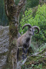 mountain goat on the rock