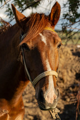 Portrait of a red horse at sunset. The Mare in the pasture. The bridle on the horse's head.	