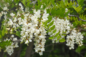 Acacia flower. Branch of white acacia blooming in spring