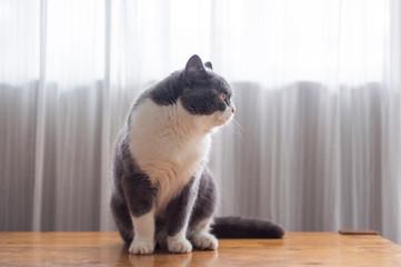 Cute british shorthair, indoor shot