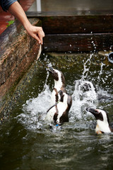 Feeding penguins in the water 