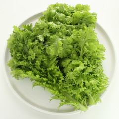 Freshness lettuce for healthy food ingredient