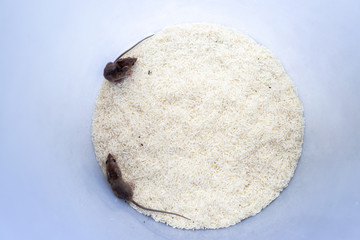 Mice in the rice bucket.