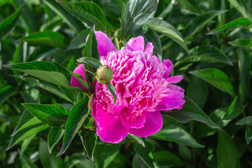 pink peony growing in the garden, water drops, close-up