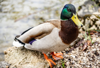 Wild duck closeup
