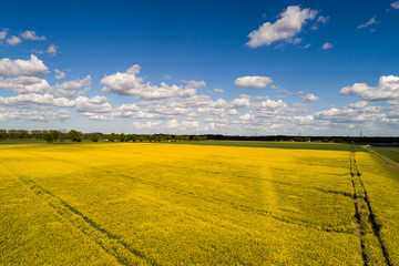 Field of rapeseed (Brassica napus, canola), aerial view