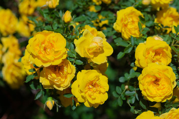 Yellow rosehip Bush in bloom on a sunny day